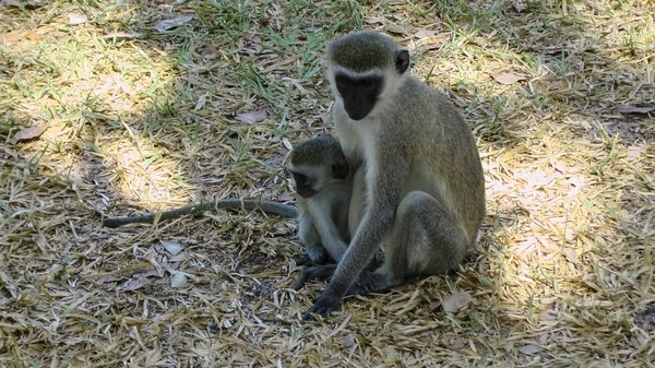 Affen in der Hotelanlage kenya — Stockfoto