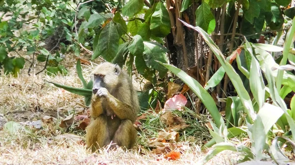 Maymunlar otelde Kenya bitki — Stok fotoğraf