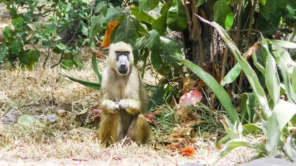Maymunlar otelde Kenya bitki — Stok fotoğraf