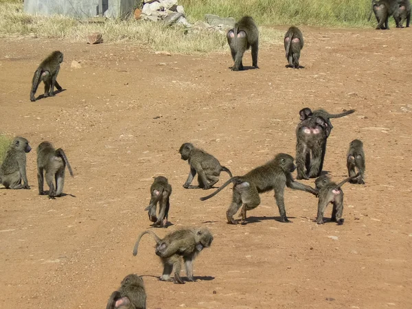 Monos en la planta hotelera Kenia — Foto de Stock