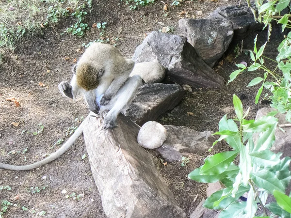 Małpy w hotelu roślin Kenii — Zdjęcie stockowe