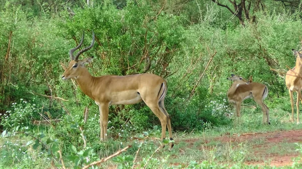 Antilopy v Savannah Safari Keňa — Stock fotografie