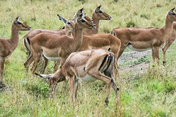Antiloper i Savannah Safari Kenya — Stockfoto