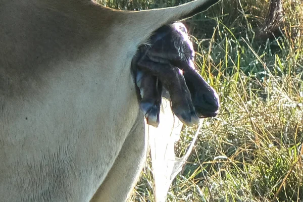 Antilop Savannah szafari Kenyában — Stock Fotó