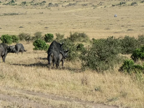 水牛在大草原野生动物园肯尼亚 — 图库照片