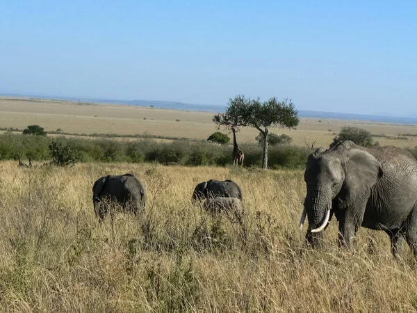 Słoń w jacktt Kenia Safari — Zdjęcie stockowe