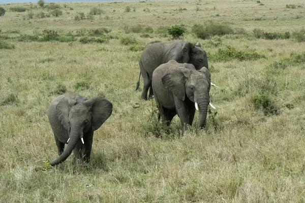 Elefant in der Savanne Safari Kenia — Stockfoto