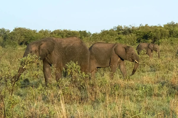 大象在大草原野生动物园肯尼亚 — 图库照片