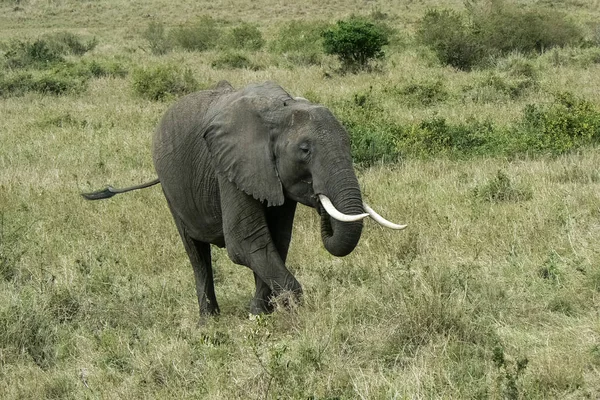 Savannah Safari Kenya fil — Stok fotoğraf