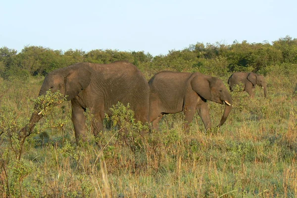 Słoń w jacktt Kenia Safari — Zdjęcie stockowe