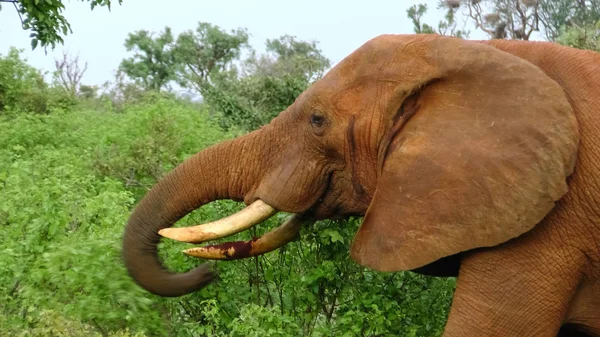 Słoń w jacktt Kenia Safari — Zdjęcie stockowe