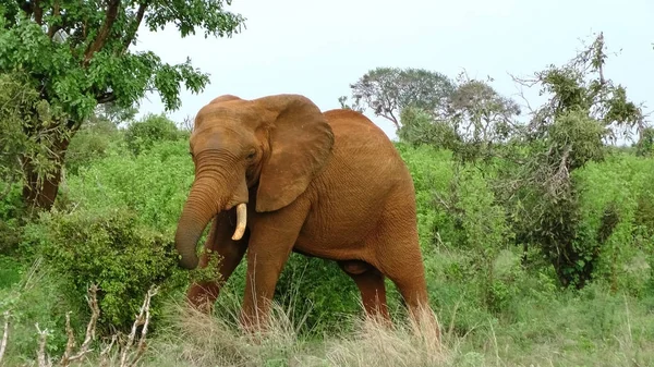 Elefante em Savannah Safari Brasil — Fotografia de Stock