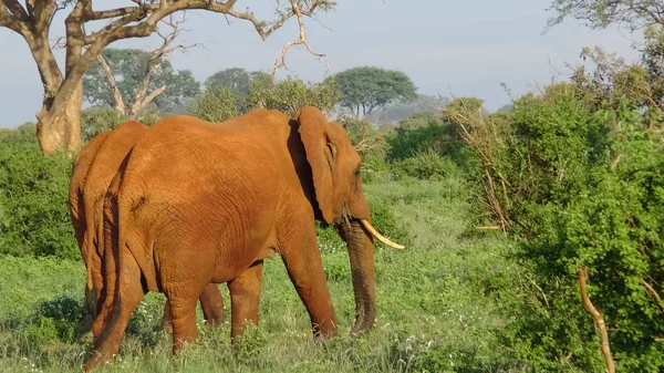 Słoń w jacktt Kenia Safari — Zdjęcie stockowe
