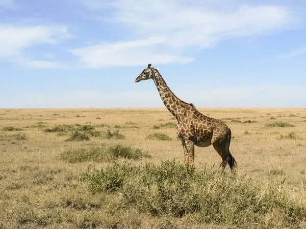 Giraffe in de Savannah Safari Kenya — Stockfoto