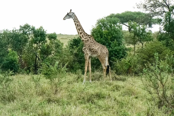Girafe dans la savane Safari Keny — Photo