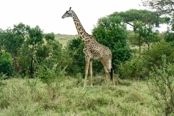 Jirafa en la sabana Safari Keny — Foto de Stock