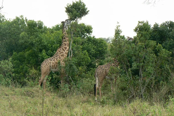 Giraffe in the Savannah Safari Keny — Stock Photo, Image