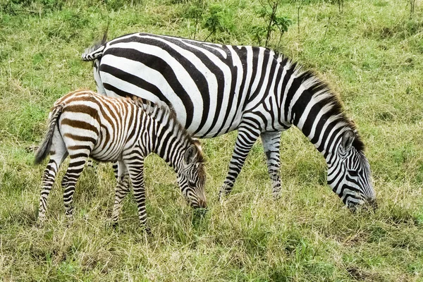 Zebra no Safari Savannah Quênia — Fotografia de Stock