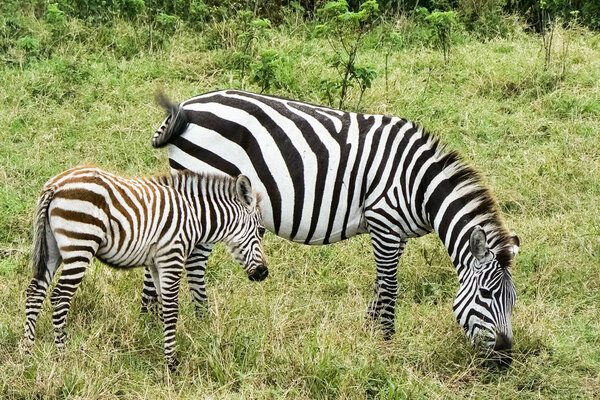 Zebra in the Savannah Safari Kenya