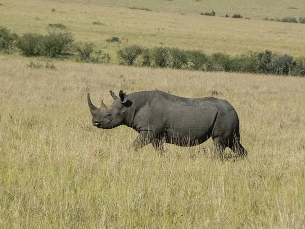 Rhino à Savannah Kenya — Photo