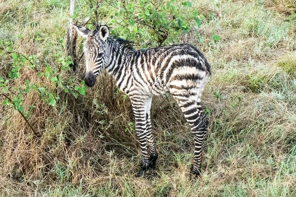 Zebra no Safari Savannah Quênia — Fotografia de Stock