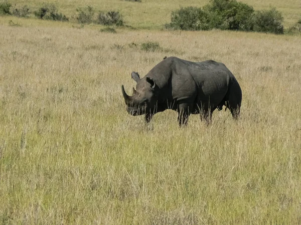 Rhino à Savannah Kenya — Photo