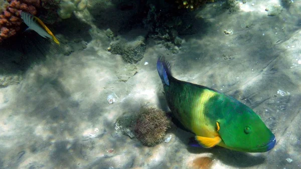 Bunte Fische, Korallen und Mucheln — Stockfoto