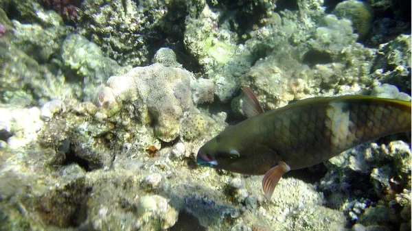 Poisson coloré, corail et mucheln — Photo