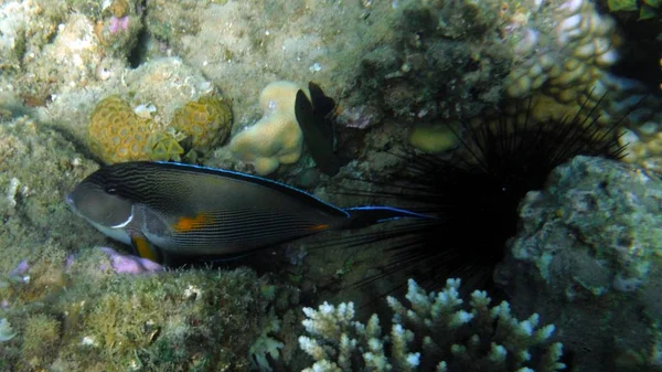 Poisson coloré, corail et mucheln — Photo