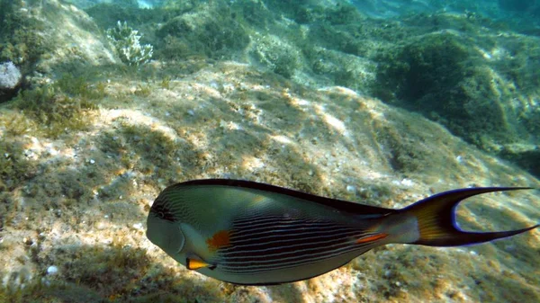 Peces coloridos, coral y mucheln — Foto de Stock