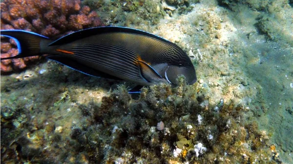 Барвисті риби, корали і багатофундук — стокове фото