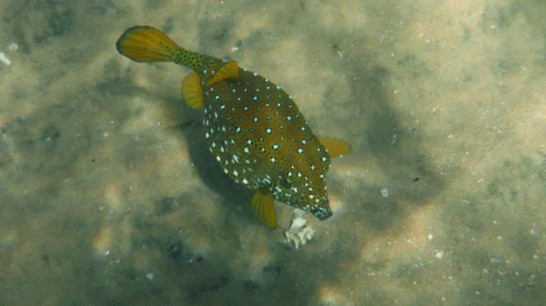 Poisson coloré, corail et mucheln — Photo