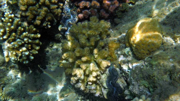 Peces coloridos, coral y mucheln — Foto de Stock