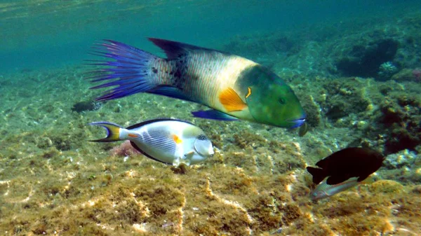 Poisson coloré, corail et mucheln — Photo