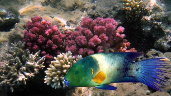 Poisson coloré, corail et mucheln — Photo