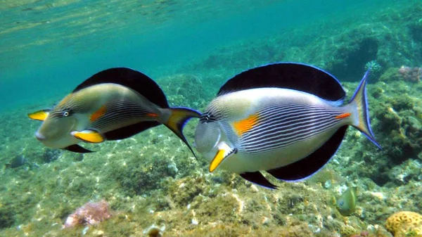 Bunte Fische, Korallen und Mucheln — Stockfoto