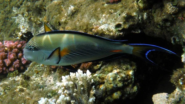 Poisson coloré, corail et mucheln — Photo