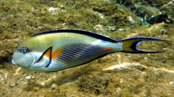 Poisson coloré, corail et mucheln — Photo