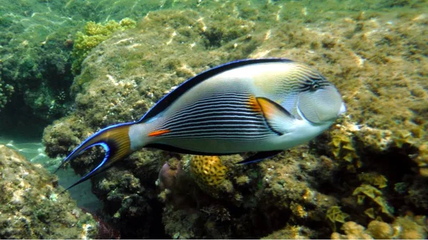 Bunte Fische, Korallen und Mucheln — Stockfoto