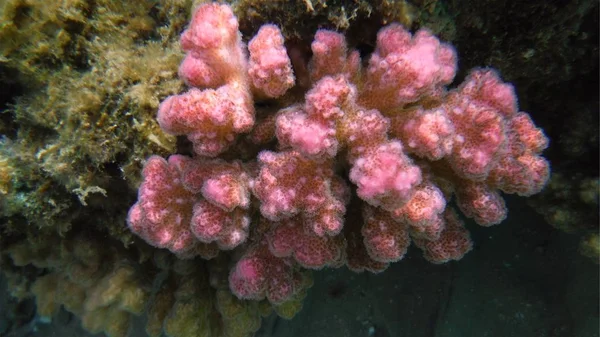 Poisson coloré, corail et mucheln — Photo