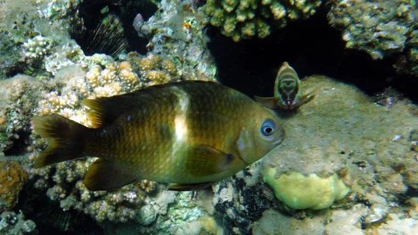 Poisson coloré, corail et mucheln — Photo