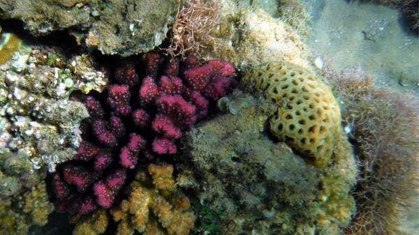 Peces coloridos, coral y mucheln — Foto de Stock