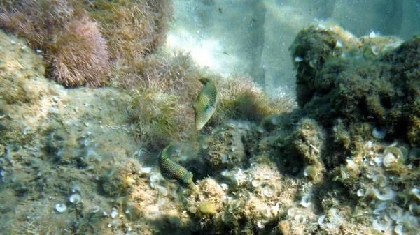 Цветные рыбы, кораллы и мухельны — стоковое фото