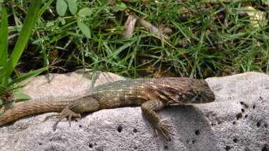 kertenkele üzerine bir stone