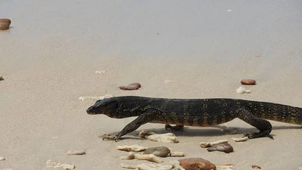 Lizard on a stone — Stock Photo, Image