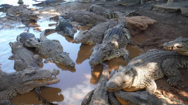 Crocodile in the water — Stock Photo, Image