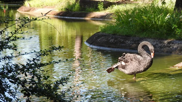 Cisne Preto Água — Fotografia de Stock