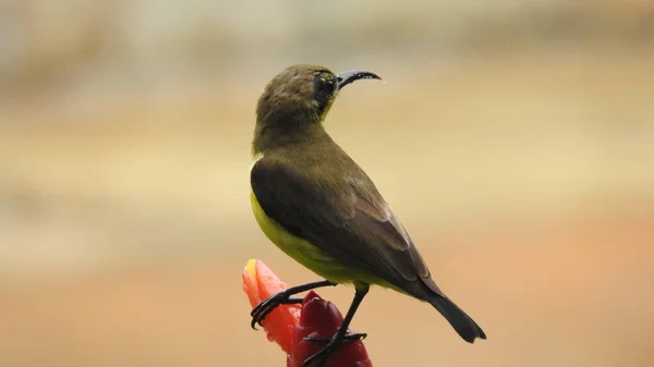 ブロッサムのドル蜜鳥 — ストック写真