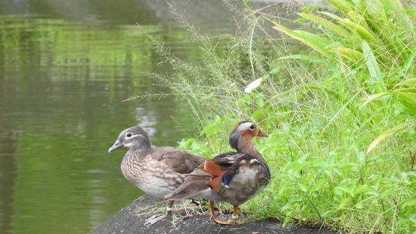 Mandarinand Vattnet — Stockfoto