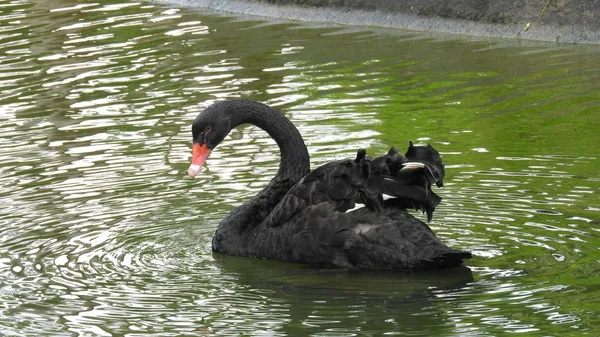 Черный Лебедь Воде — стоковое фото